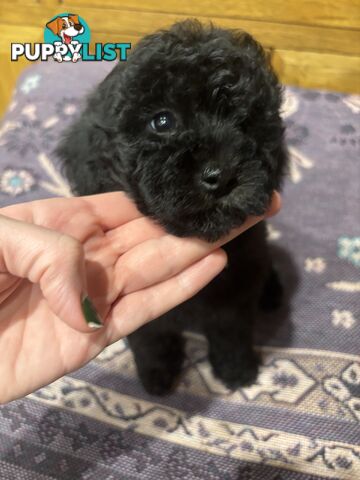 Toy Poodles - ready 16th May