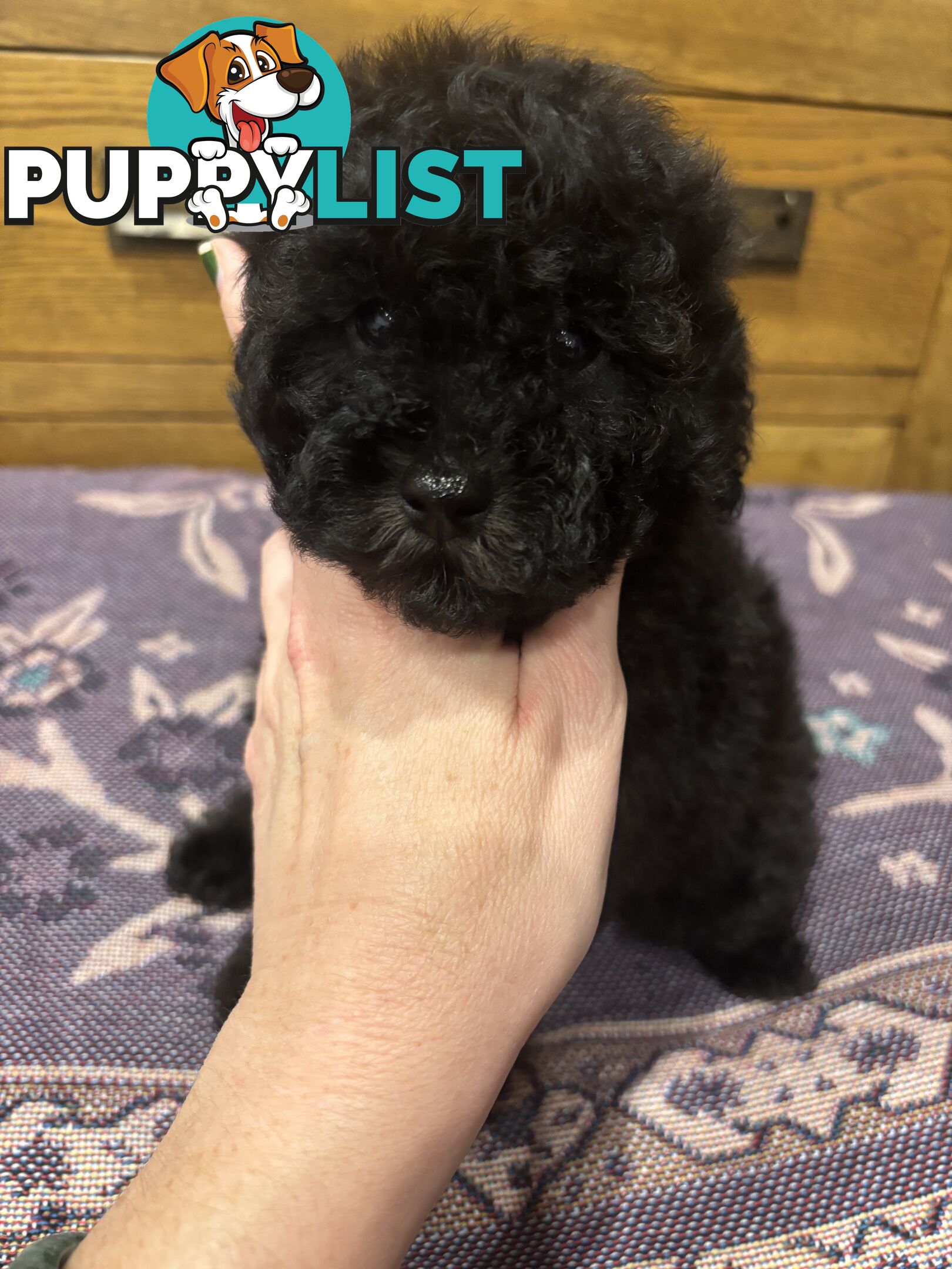 Toy Poodles - ready 16th May
