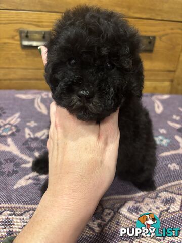 Toy Poodles - ready 16th May