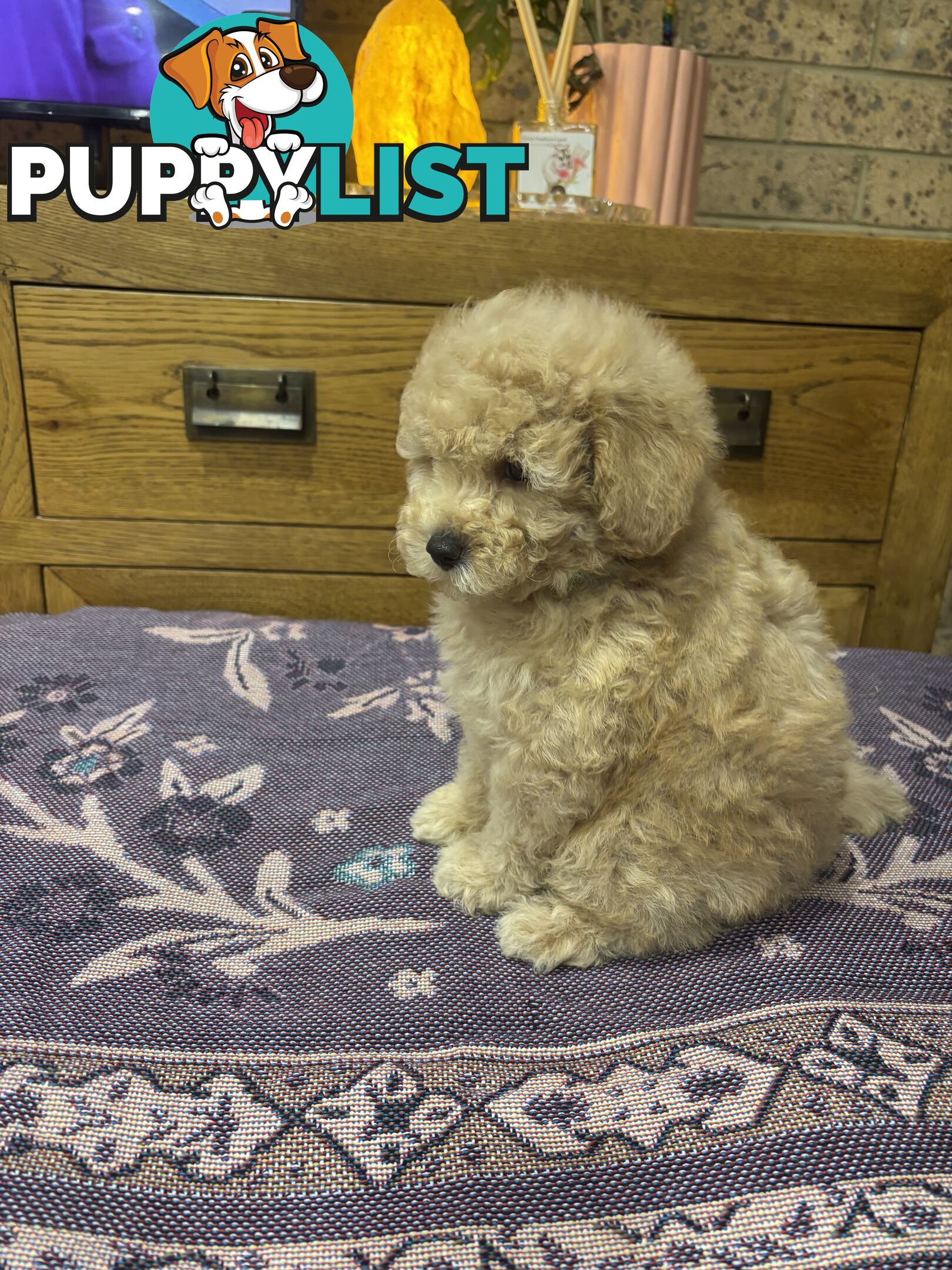 Toy Poodles - ready 16th May