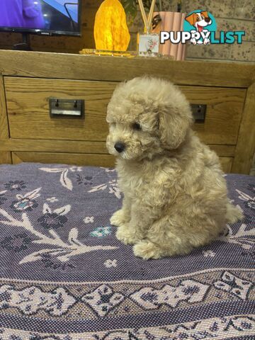 Toy Poodles - ready 16th May