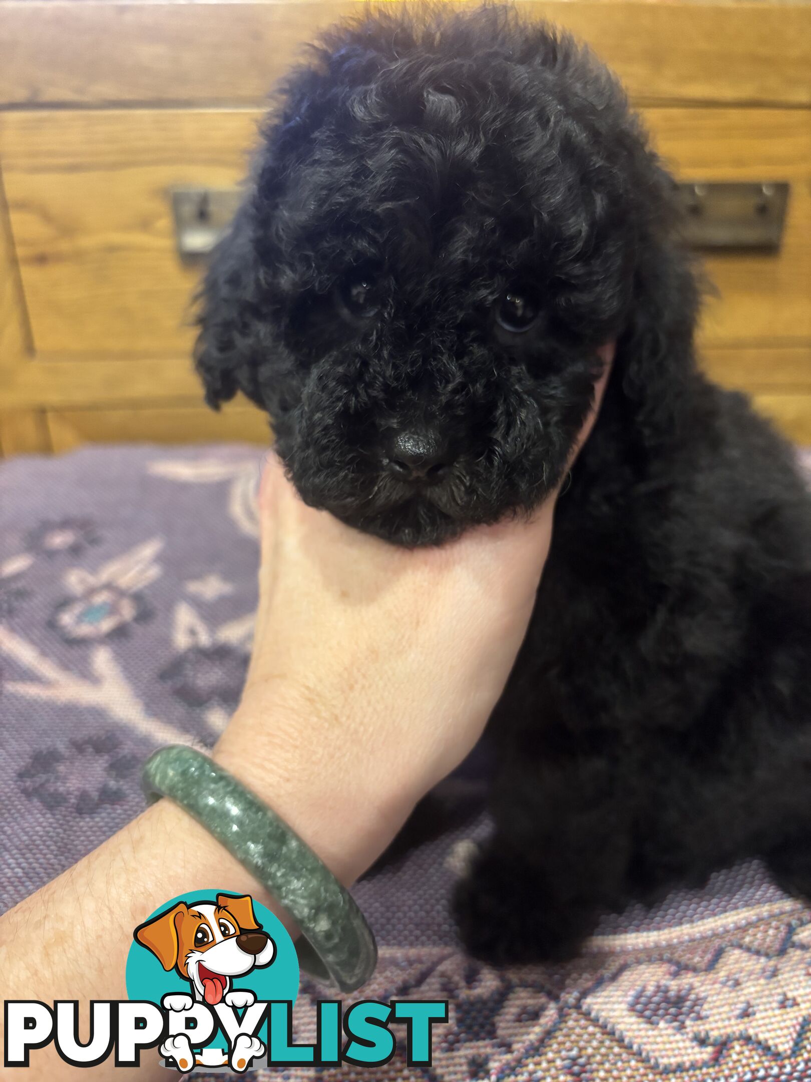 Toy Poodles - ready 16th May