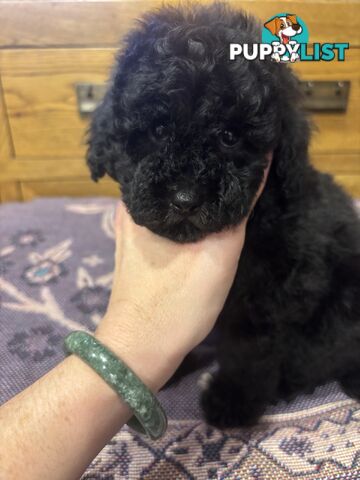Toy Poodles - ready 16th May