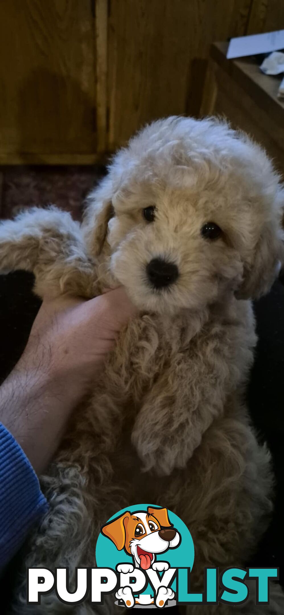 Toy Poodles - ready 16th May