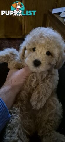 Toy Poodles - ready 16th May
