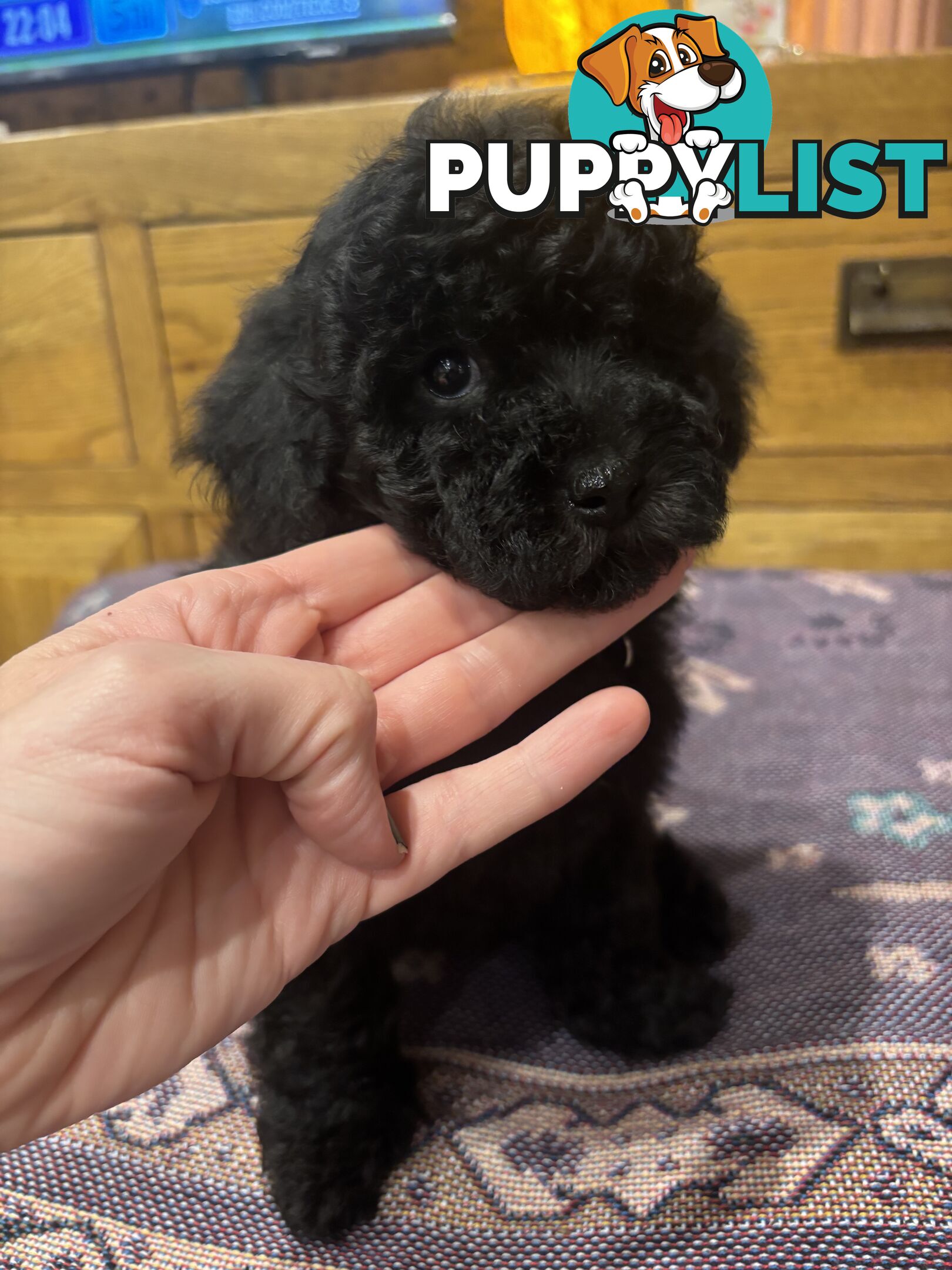 Toy Poodles - ready 16th May