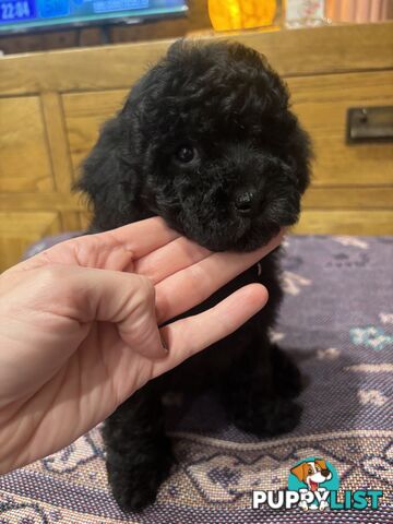 Toy Poodles - ready 16th May