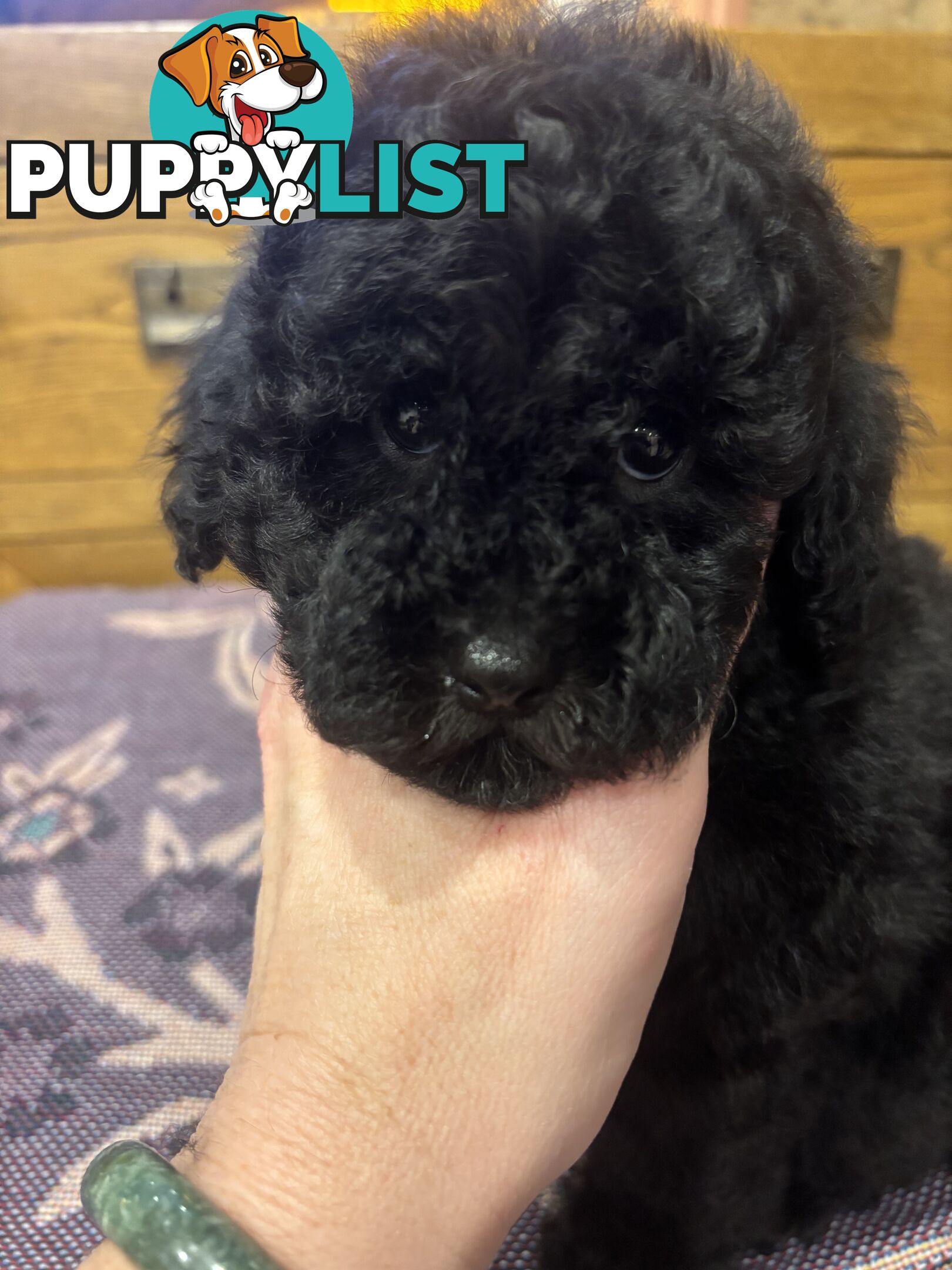 Toy Poodles - ready 16th May