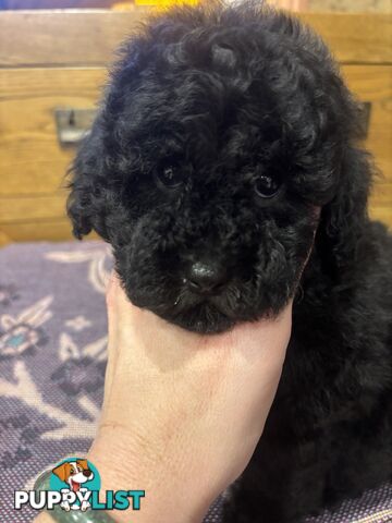 Toy Poodles - ready 16th May