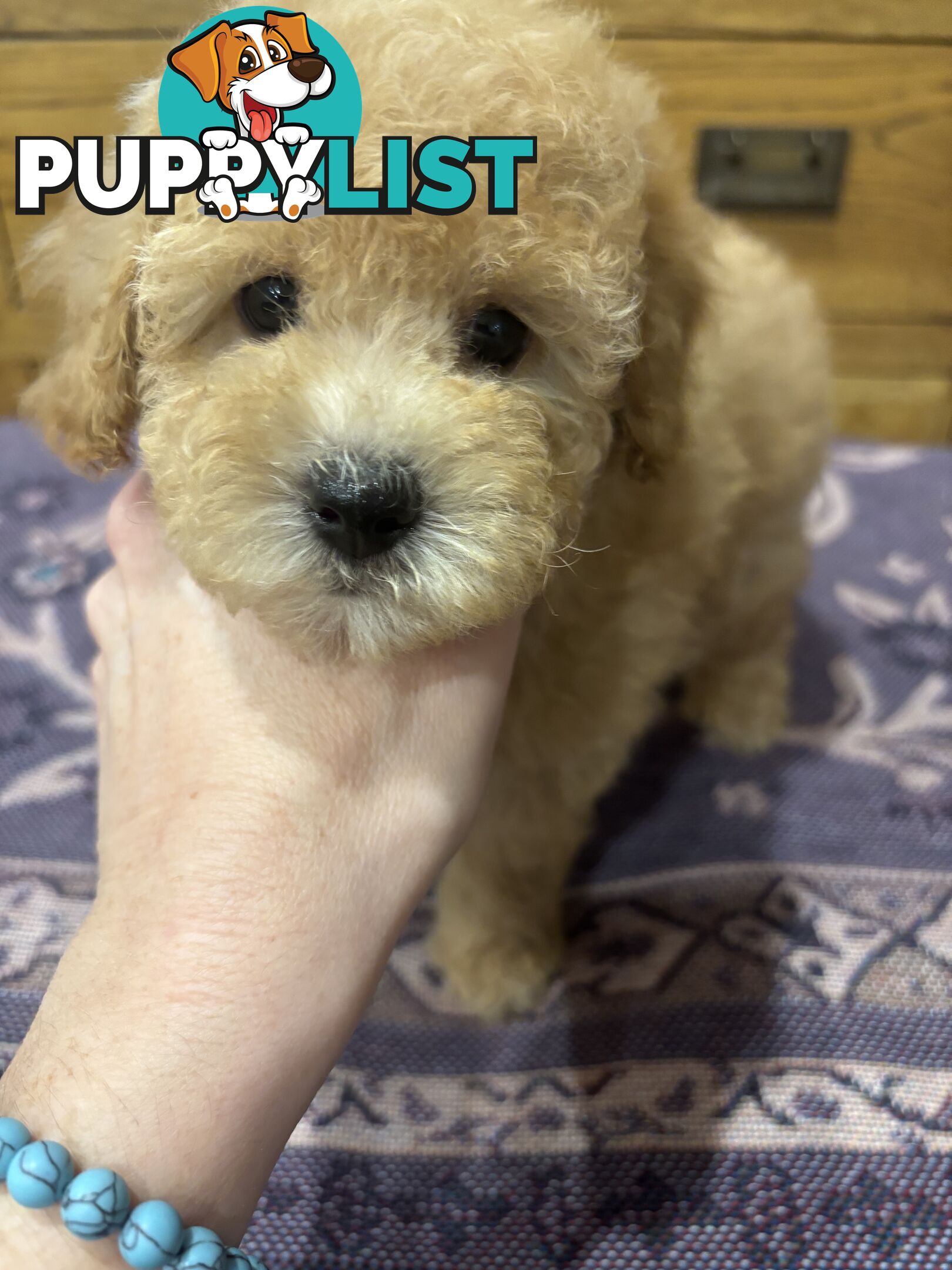 Toy Poodles - ready 16th May