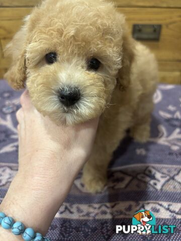 Toy Poodles - ready 16th May