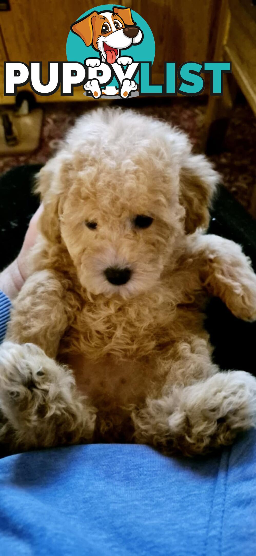 Toy Poodles - ready 16th May