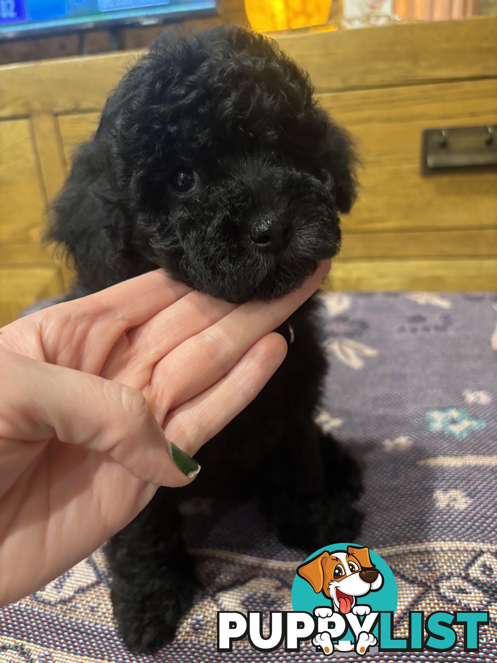 Toy Poodles - ready 16th May