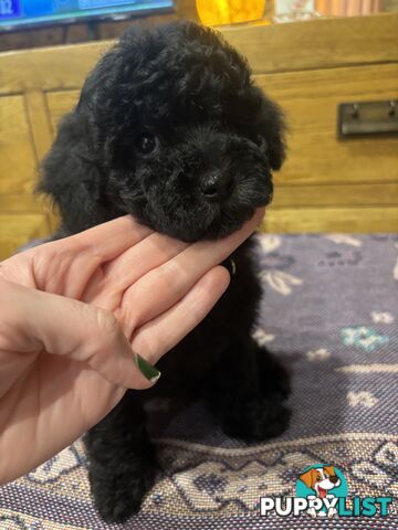 Toy Poodles - ready 16th May