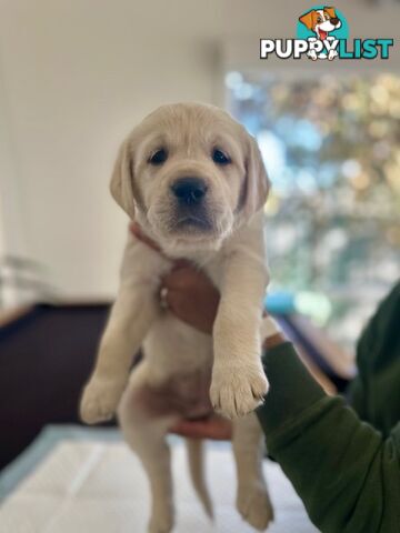 Golden Retriever X Labrador