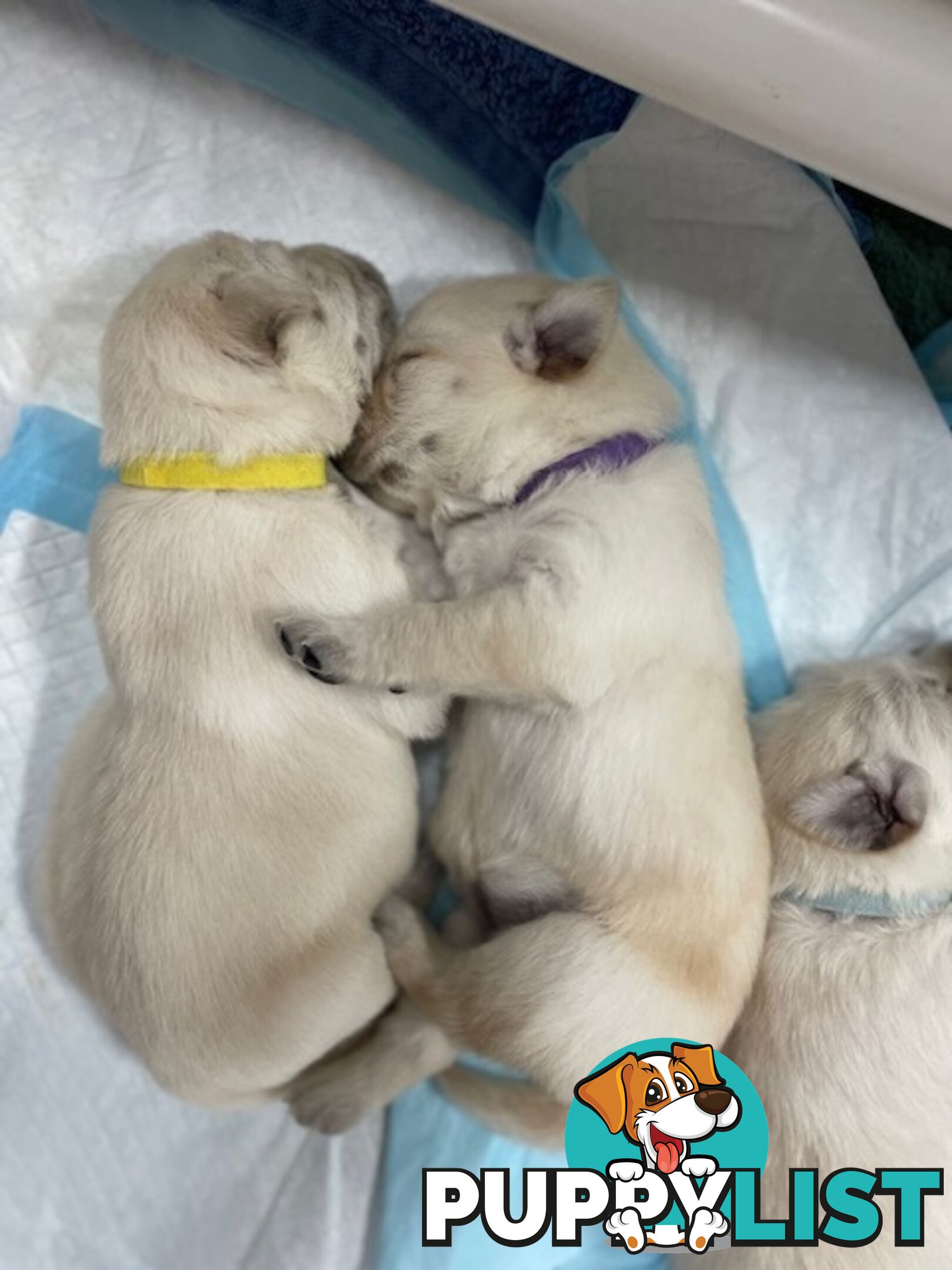 Golden Retriever X Labrador