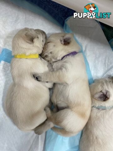 Golden Retriever X Labrador