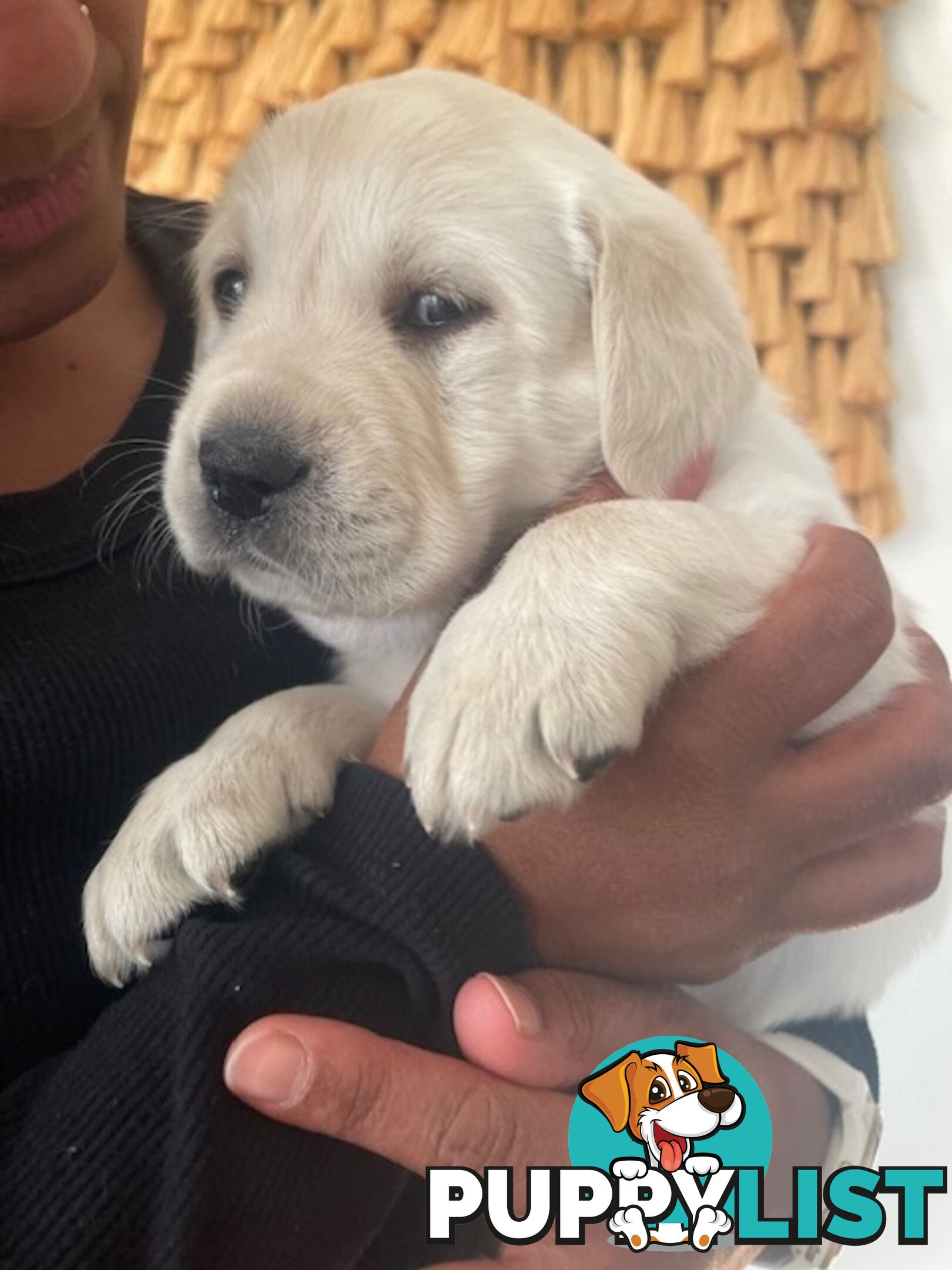 Golden Retriever X Labrador