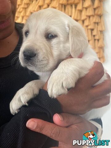 Golden Retriever X Labrador