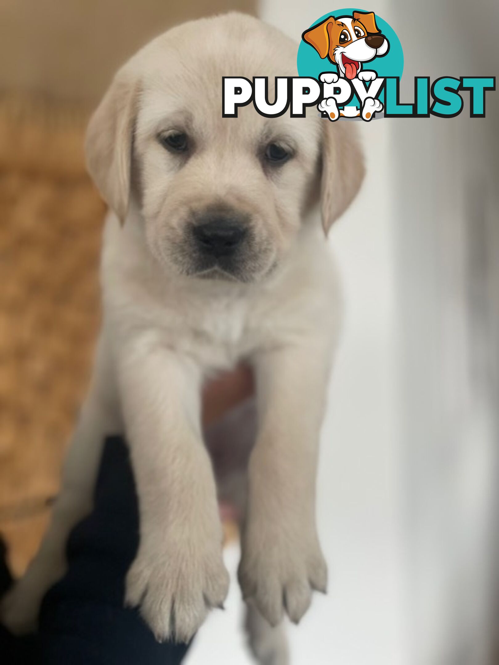 Golden Retriever X Labrador