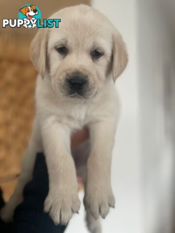 Golden Retriever X Labrador