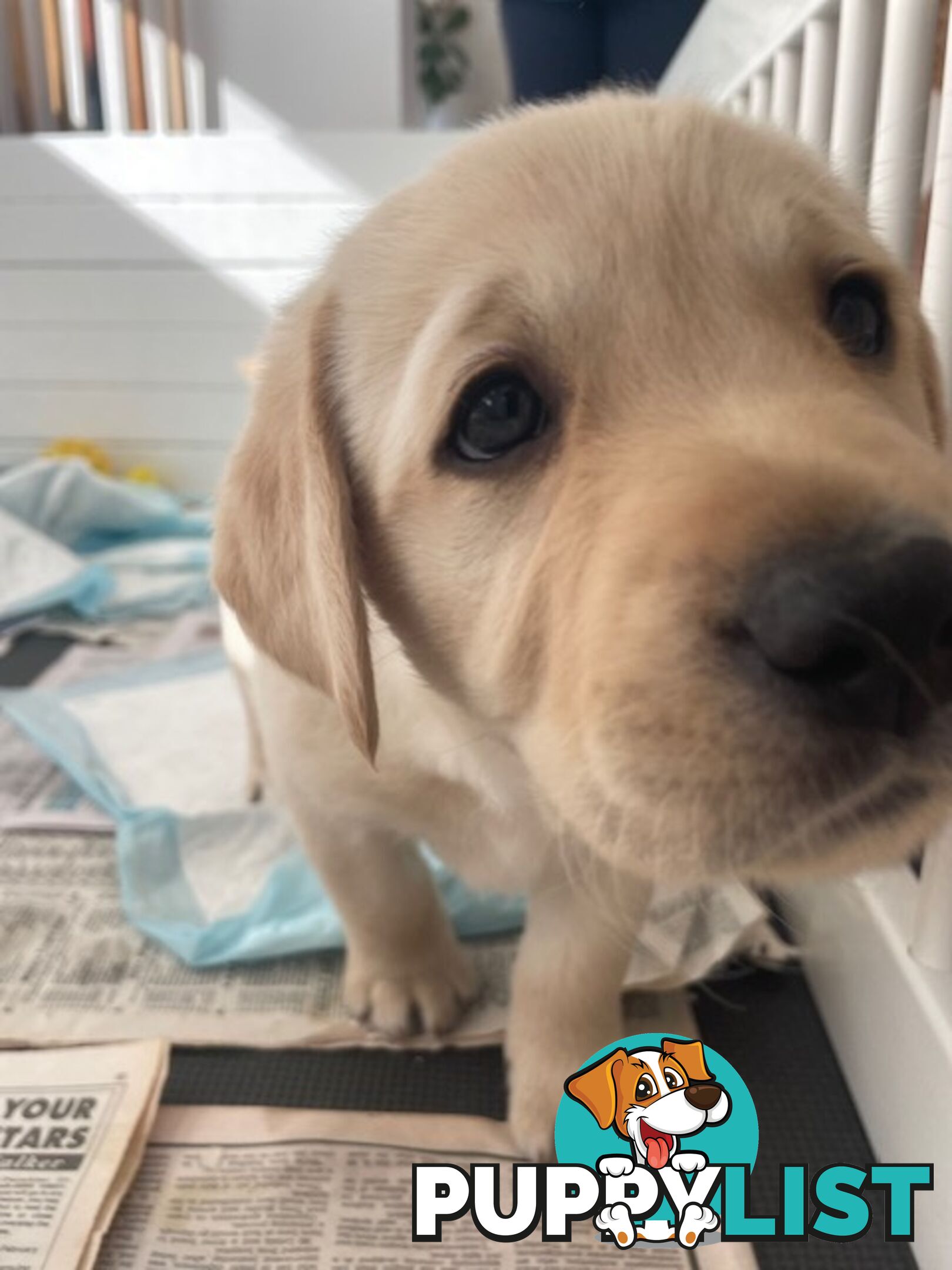 Golden Retriever X Labrador