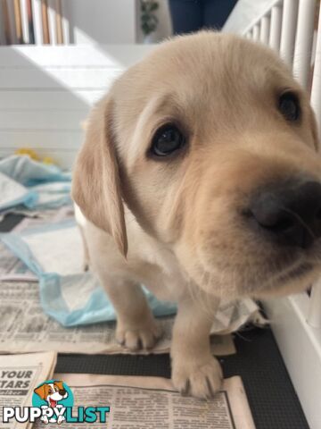 Golden Retriever X Labrador