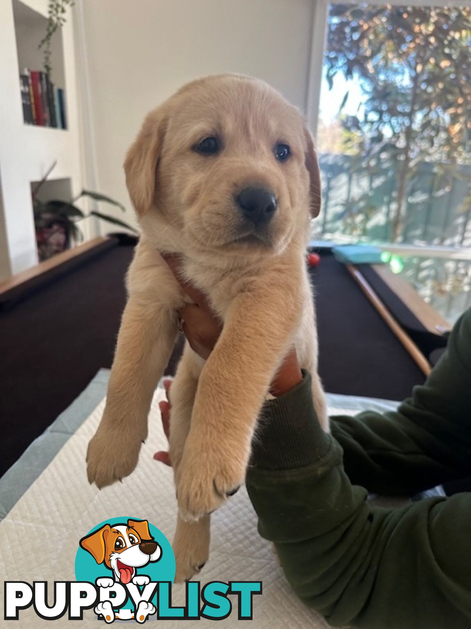 Golden Retriever X Labrador