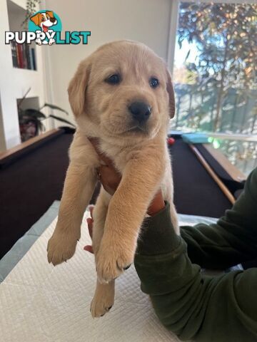 Golden Retriever X Labrador