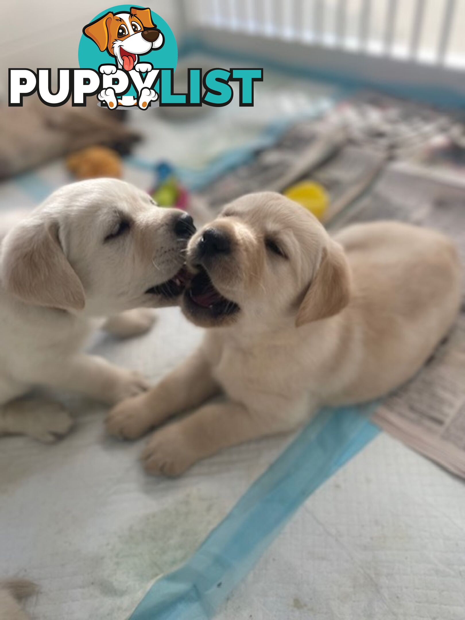 Golden Retriever X Labrador