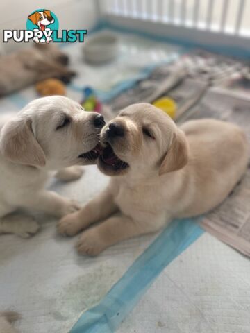 Golden Retriever X Labrador