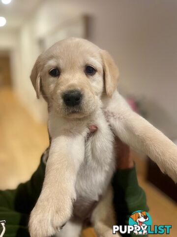 Golden Retriever X Labrador