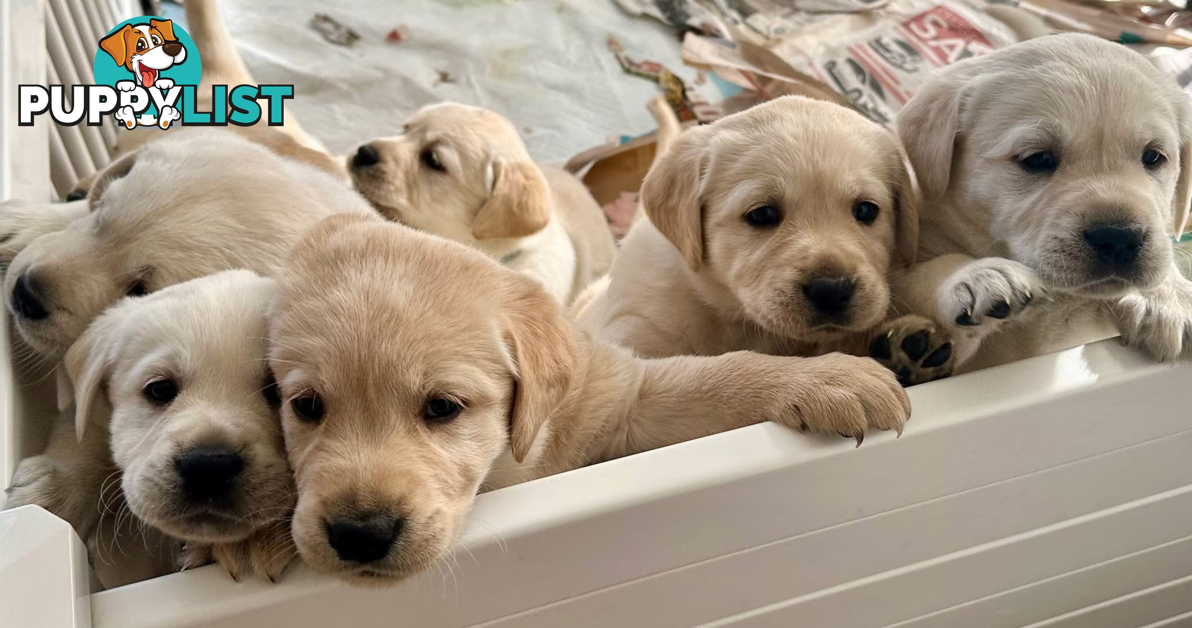Golden Retriever X Labrador