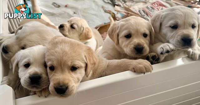 Golden Retriever X Labrador