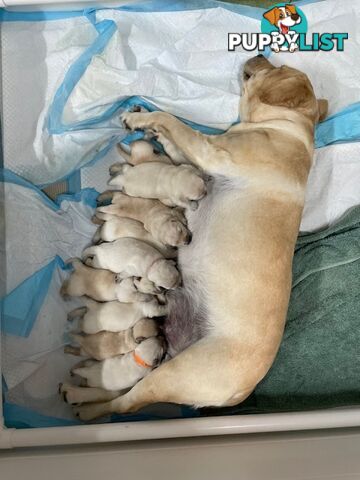 Golden Retriever X Labrador
