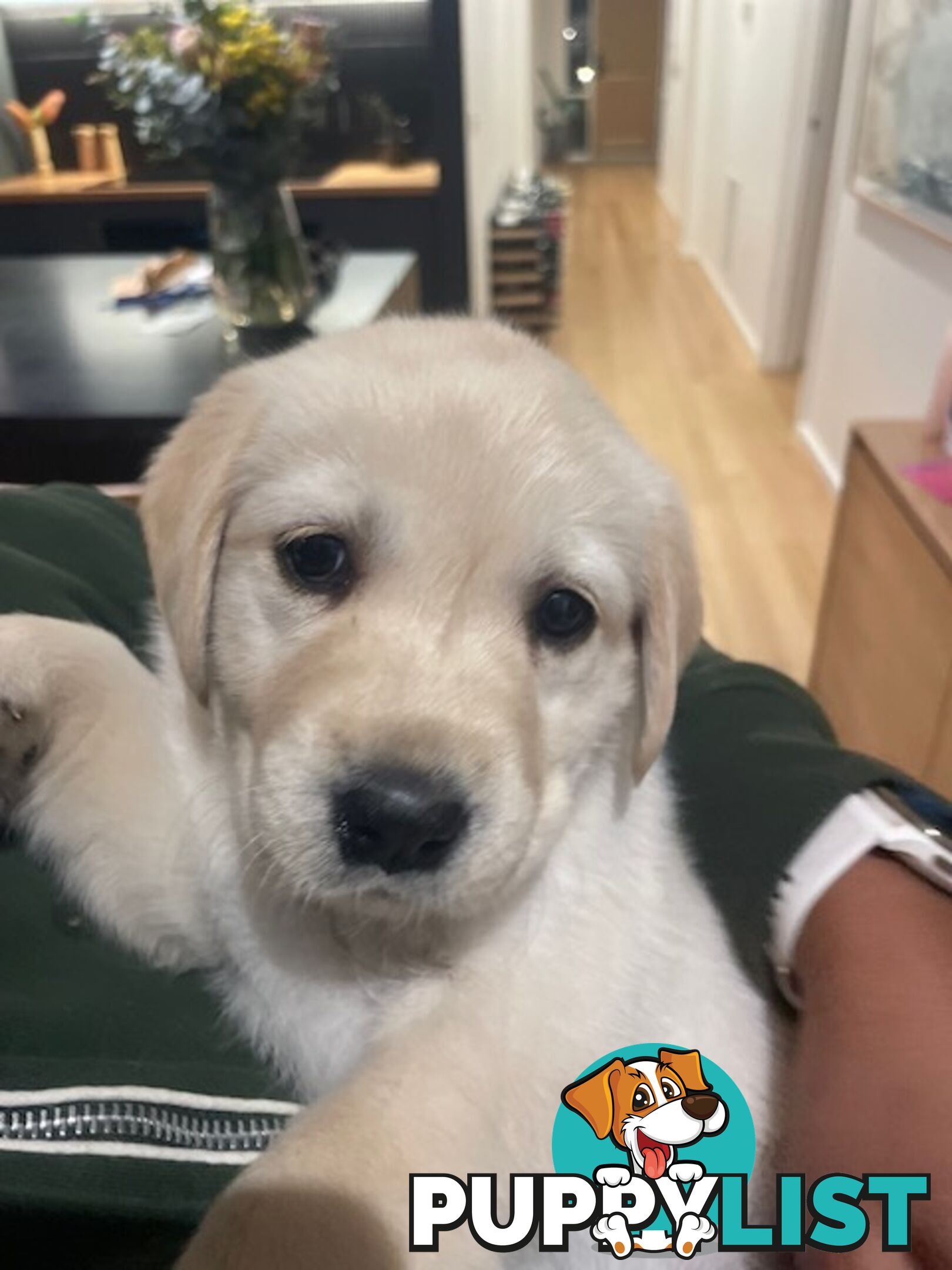 Golden Retriever X Labrador