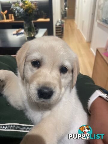 Golden Retriever X Labrador