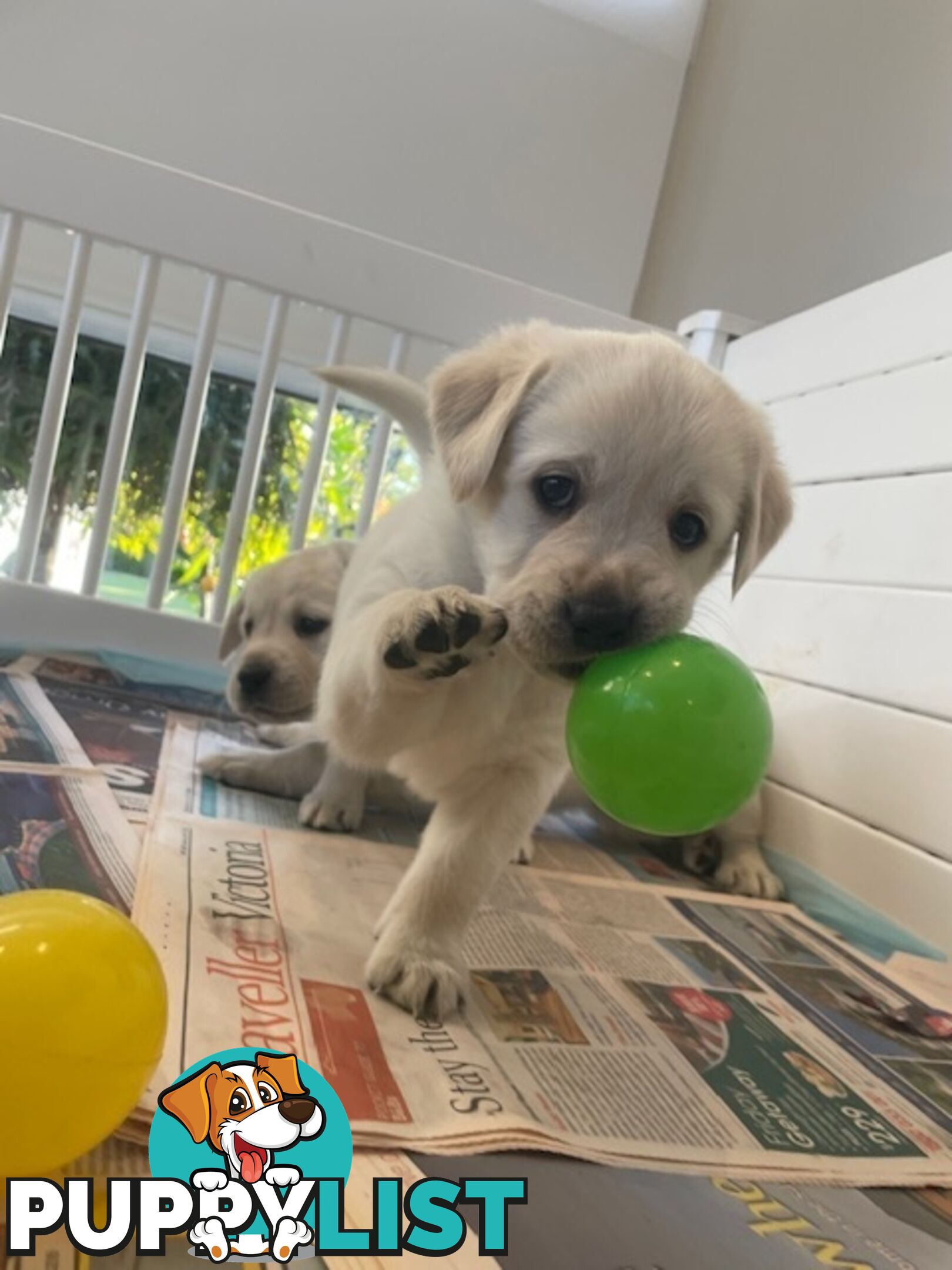 Golden Retriever X Labrador