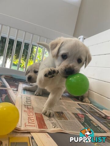 Golden Retriever X Labrador