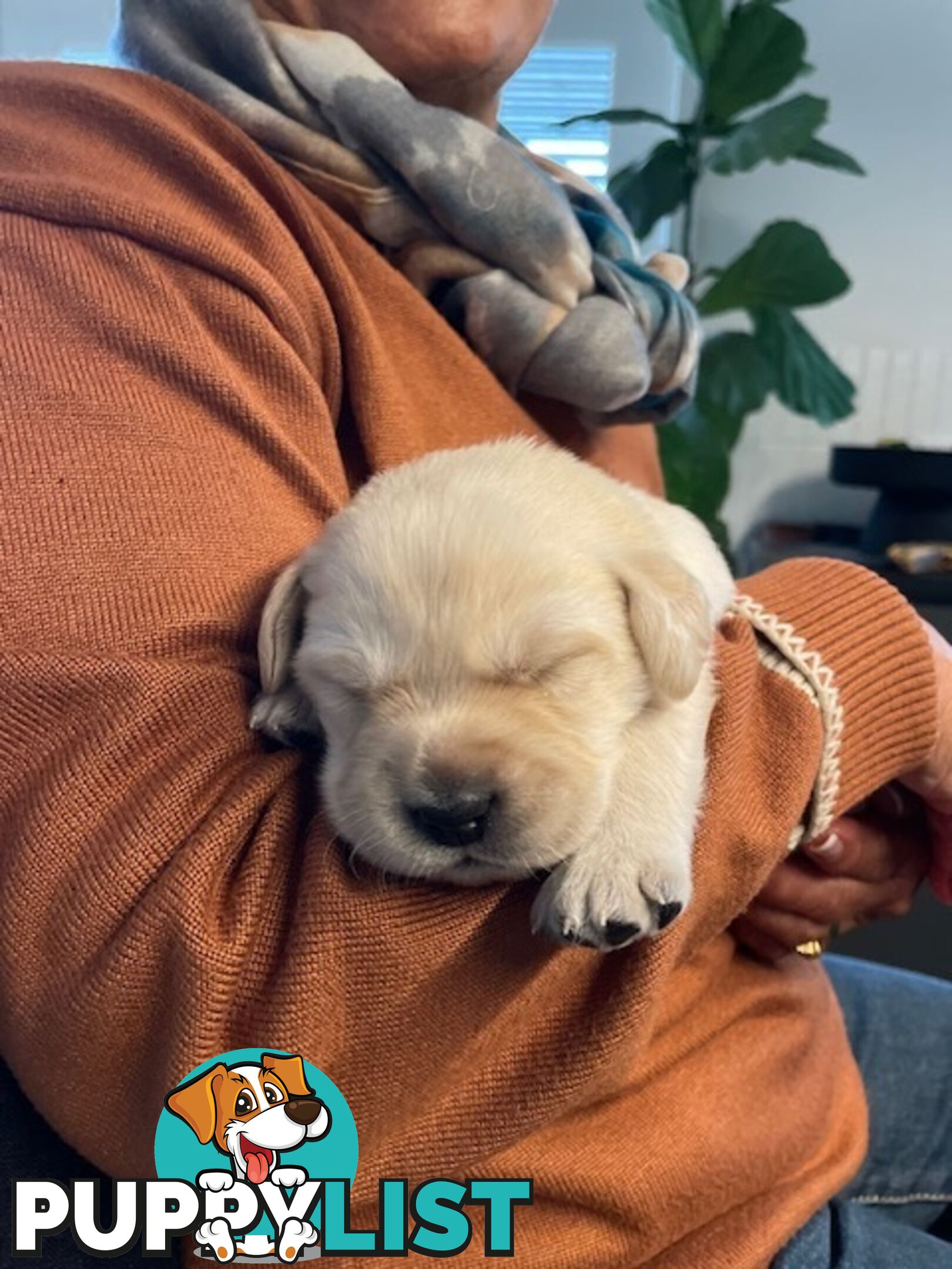 Golden Retriever X Labrador