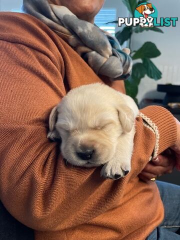 Golden Retriever X Labrador