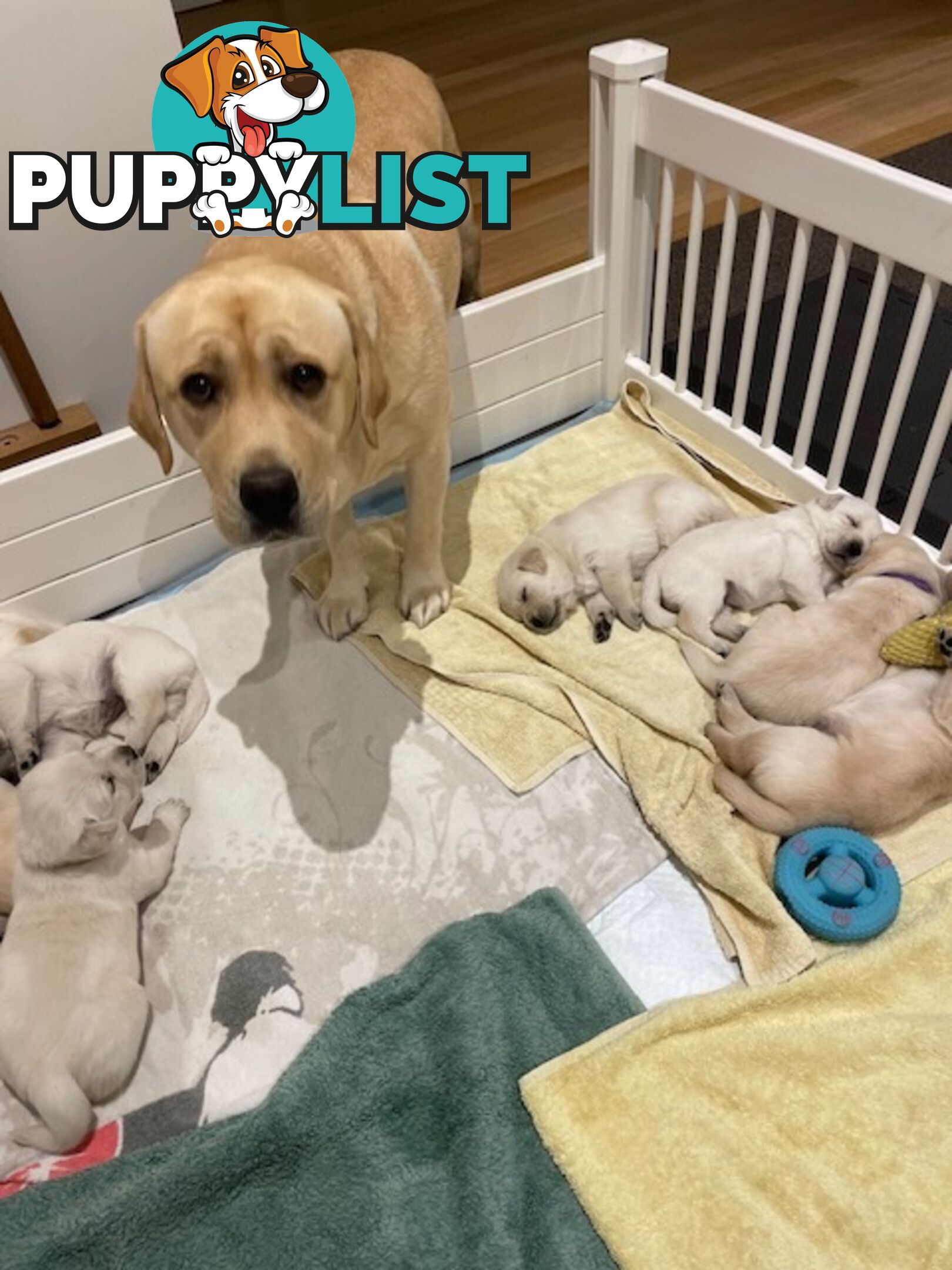 Golden Retriever X Labrador