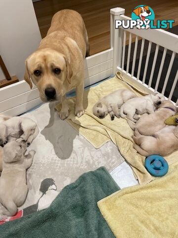 Golden Retriever X Labrador