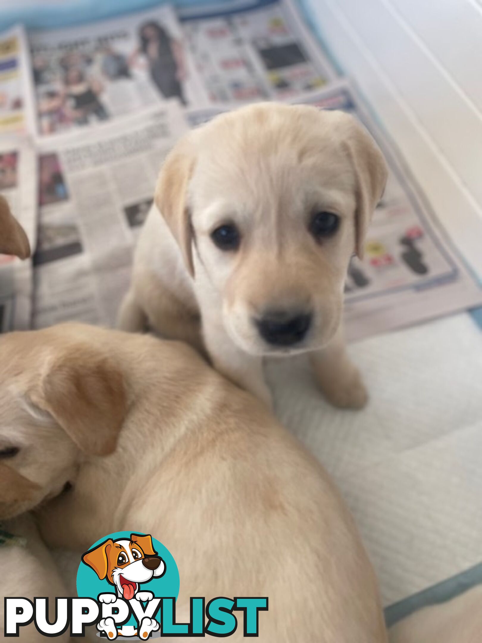 Golden Retriever X Labrador