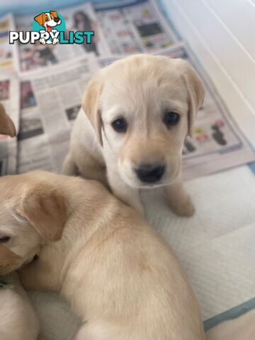 Golden Retriever X Labrador
