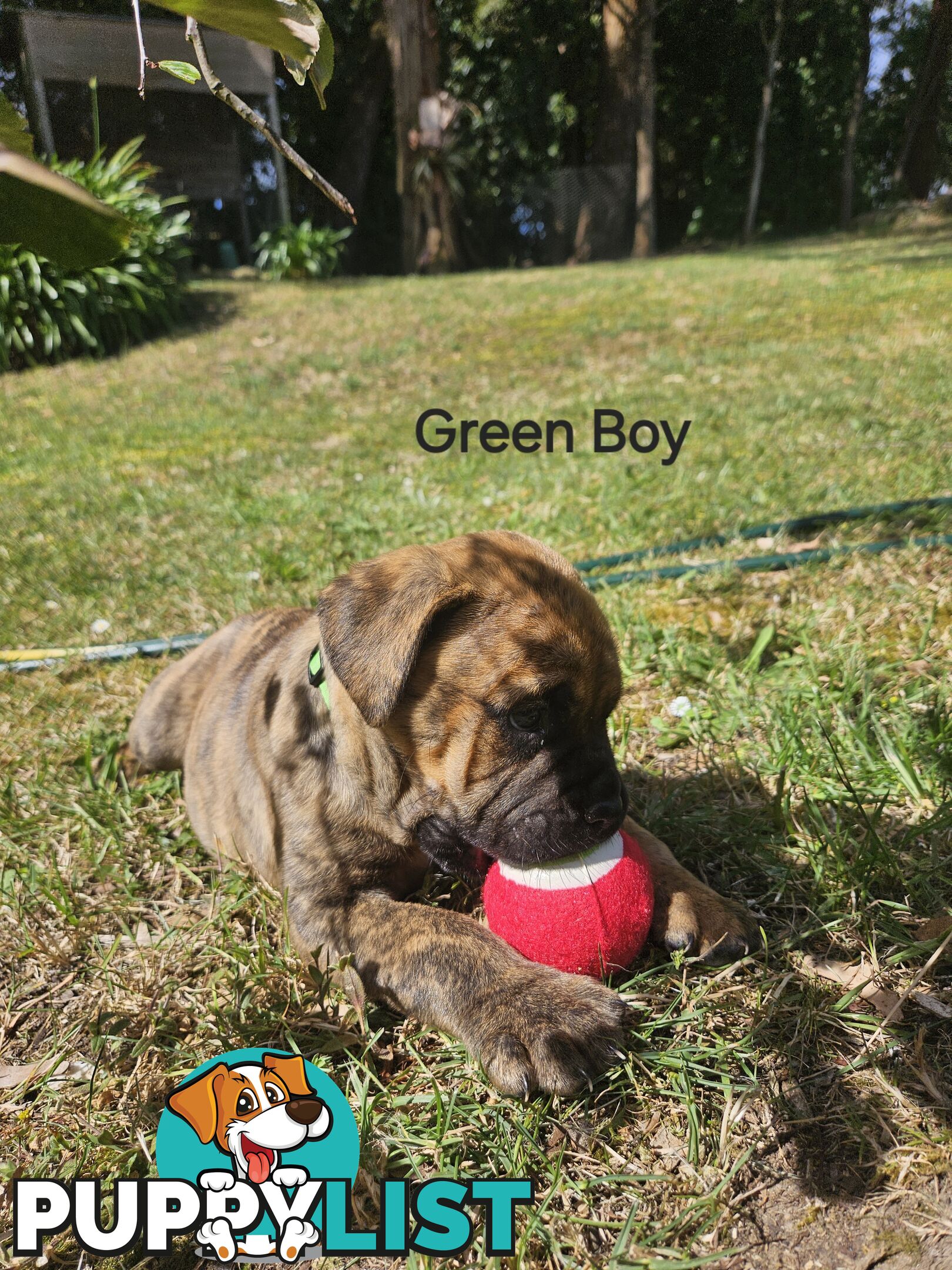 Bull Mastiff x Boxer puppies