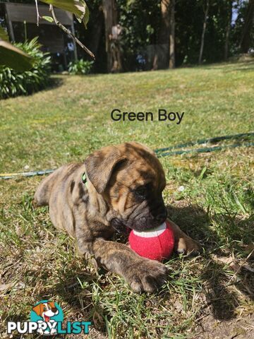 Bull Mastiff x Boxer puppies