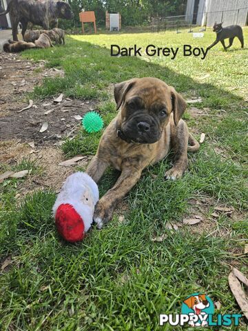 Bull Mastiff x Boxer puppies