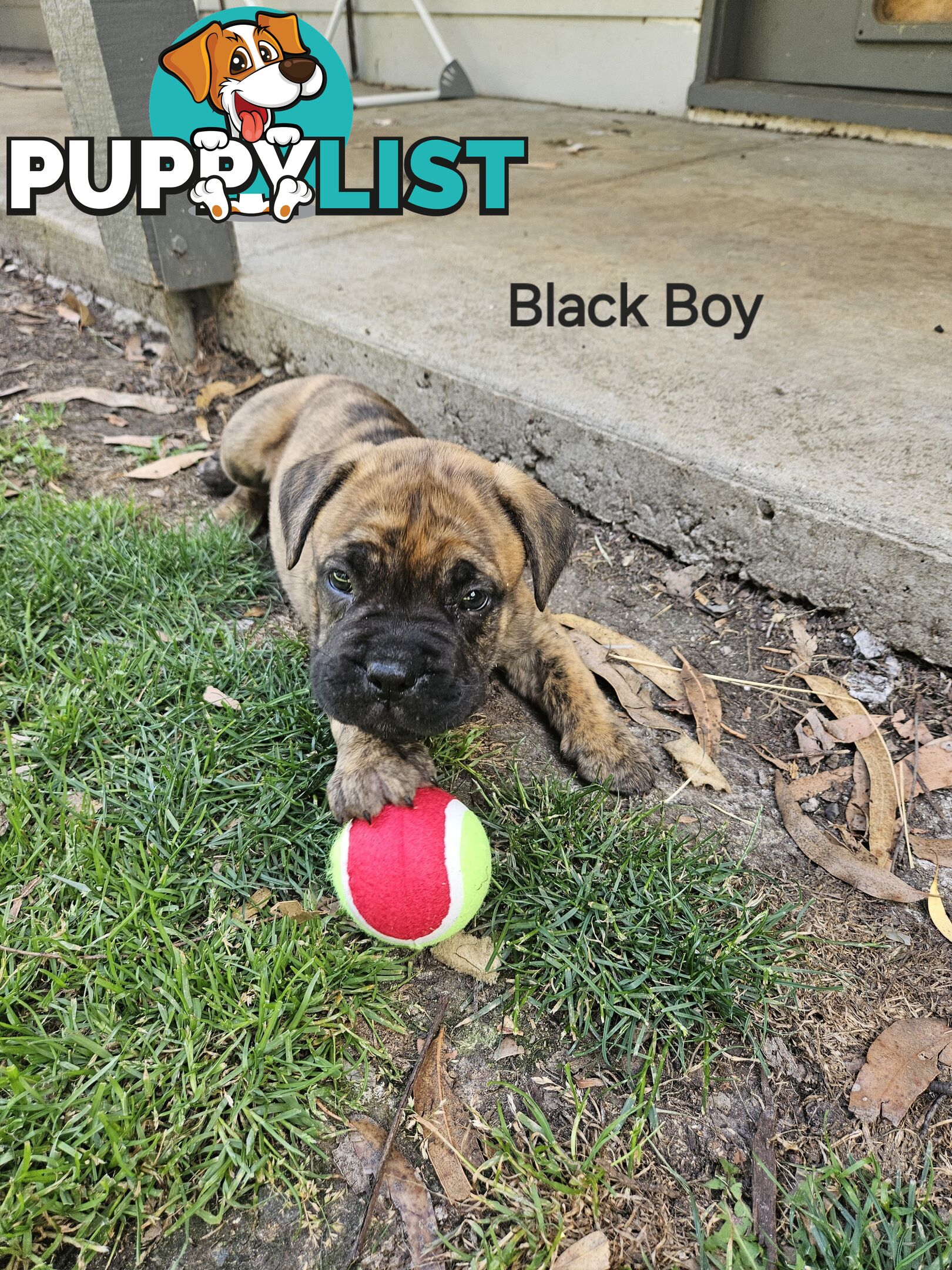 Bull Mastiff x Boxer puppies