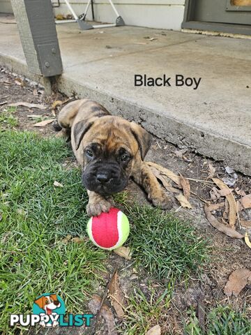 Bull Mastiff x Boxer puppies